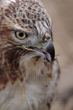 _MG_7066 Red-tailed Hawk taking Mallard.jpg