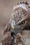 _MG_7207 Red-tailed Hawk taking Mallard.jpg