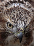 _MG_7282 Red-tailed Hawk taking Mallard.jpg