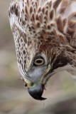 _MG_7295 Red-tailed Hawk.jpg