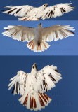 Leucistic Red-tailed Hawk wings-tail 800.jpg