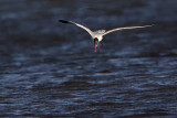 _MG_8469 Caspian Tern.jpg