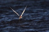 _MG_8479 Caspian Tern.jpg