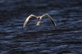 _MG_8481 Caspian Tern.jpg