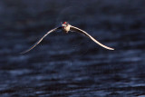 _MG_8496 Caspian Tern.jpg