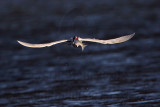 _MG_8497 Caspian Tern.jpg
