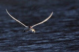 _MG_8498 Caspian Tern.jpg