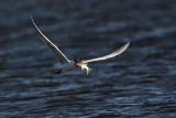 _MG_8501 Caspian Tern.jpg