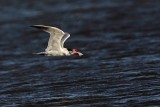 _MG_8512 Caspian Tern.jpg