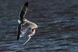 _MG_8519 Caspian Tern & Laughing Gull.jpg
