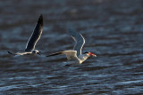 _MG_8523 Caspian Tern & Laughing Gull.jpg