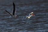 _MG_8524 Caspian Tern & Laughing Gull.jpg