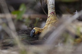 _MG_7127 Red-tailed Hawk taking Mallard.jpg