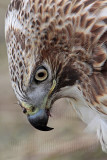 _MG_7333 Red-tailed Hawk.jpg