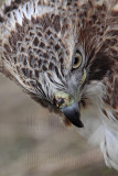 _MG_7334 Red-tailed Hawk.jpg