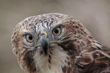 _MG_7379 Red-tailed Hawk.jpg