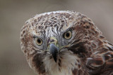 _MG_7380 Red-tailed Hawk.jpg