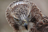 _MG_7384 Red-tailed Hawk.jpg