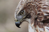 _MG_7408 Red-tailed Hawk.jpg