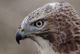 _MG_7454 Red-tailed Hawk.jpg