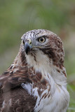 _MG_7539 Red-tailed Hawk.jpg