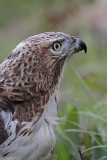 _MG_7552 Red-tailed Hawk.jpg