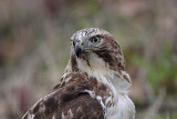 _MG_7571 Red-tailed Hawk.jpg