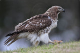 _MG_7610 Red-tailed Hawk.jpg