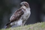_MG_7619 Red-tailed Hawk.jpg