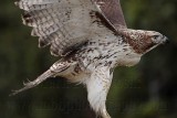 _MG_7704 Red-tailed Hawk.jpg