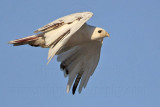 _MG_8486 Leucistic Red-tailed Hawk.jpg