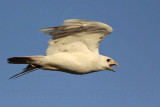 _MG_8497 Leucistic Red-tailed Hawk.jpg