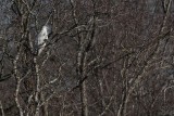 _MG_1300 Leucistic Red-tailed Hawk.jpg