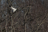 _MG_1311 Leucistic Red-tailed Hawk.jpg