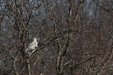 _MG_1335 Leucistic Red-tailed Hawk.jpg