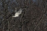 _MG_1348 Leucistic Red-tailed Hawk.jpg