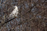 _MG_1376 Leucistic Red-tailed Hawk.jpg