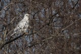 _MG_1379 Leucistic Red-tailed Hawk.jpg