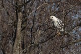 _MG_1387 Leucistic Red-tailed Hawk.jpg