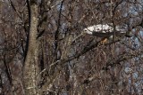 _MG_1391 Leucistic Red-tailed Hawk.jpg