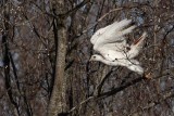 _MG_1392 Leucistic Red-tailed Hawk.jpg