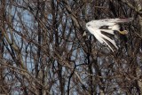 _MG_1395 Leucistic Red-tailed Hawk.jpg