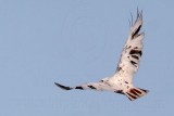 _MG_1410 Leucistic Red-tailed Hawk.jpg