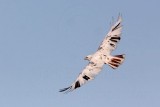 _MG_1412 Leucistic Red-tailed Hawk.jpg