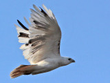 _MG_1428 Leucistic Red-tailed Hawk.jpg