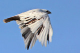 _MG_1429 Leucistic Red-tailed Hawk.jpg