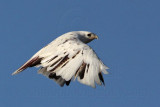 _MG_1443 Leucistic Red-tailed Hawk.jpg