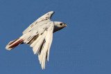 _MG_1445 Leucistic Red-tailed Hawk.jpg