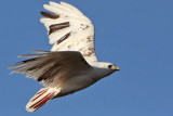 _MG_1447 Leucistic Red-tailed Hawk.jpg