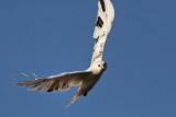 _MG_1452 Leucistic Red-tailed Hawk.jpg